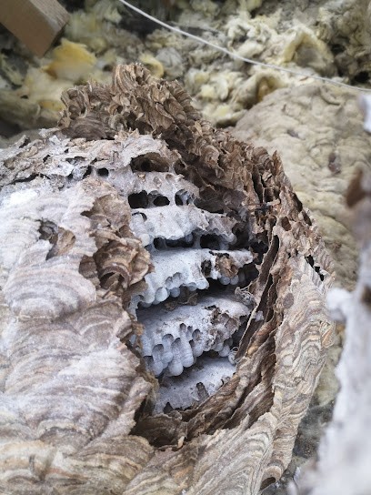 AGF Guêpes et Nuisibles 95 / 60, Désinsectiseur et Dératiseur à Presles