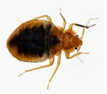 Pro Insecte 3D Désinsectiseur - Dératiseur à Vitry-sur-Seine