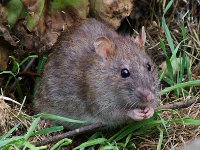 3D Expert Nuisibles, Désinsectiseur - Dératiseur à Morschwiller-le-Bas