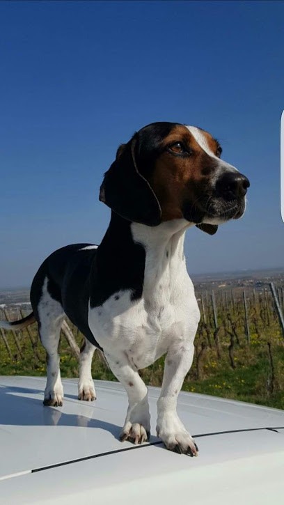 ATN Détection canine de punaises de lit, Désinsectiseur et Dératiseur à Rosheim