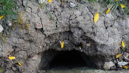 Villeparisis3D, Désinsectiseur et Dératiseur à Villeparisis