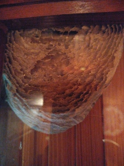 VERT SANS NUISIBLE, Désinsectiseur et Dératiseur à Saint-Gaudens