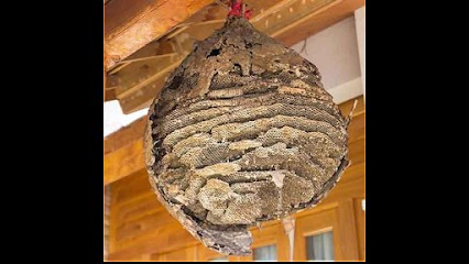 ETS GOYER, Désinsectiseur et Dératiseur à Hermeray