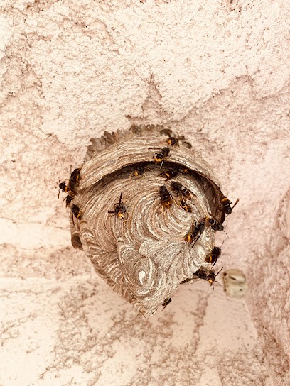 Dératisation Frelons Gûepes Cafards Moustique Rat Souris, Désinsectiseur et Dératiseur à Saint-Laurent-du-Var