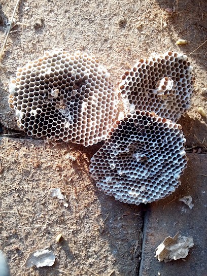 anl 40 frelons guêpes destruction, Désinsectiseur et Dératiseur à Rion-des-Landes