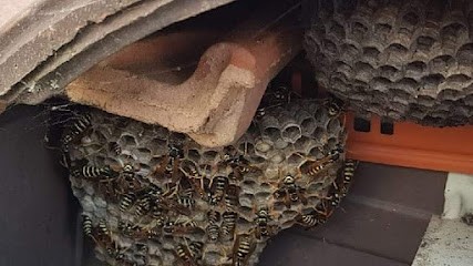 Frelons Guêpes Nuisibles FGN11 Dératisation et Désinsectisation, Désinsectiseur et Dératiseur à Ginestas