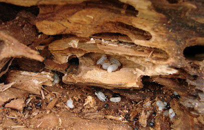 Sos Mérule - Entreprise Traitement De Charpente Bois, Termite, Capricorne, Humidité, Mérule, Démoussage 17 Désinsectiseur - Dératiseur à l' Houmeau