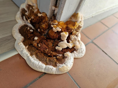 Champignon Bois Termite Isolation, Désinsectiseur - Dératiseur aux Rairies