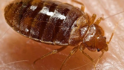 Nuis'Alpes Dératisation Désinsectisation Désinfection Guêpes & Frelons à Gap, Digne-les-Bains, Sisteron, Désinsectiseur et Dératiseur à Sisteron