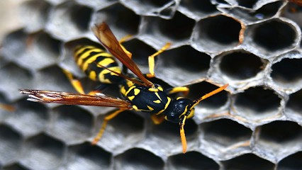 SOS HYGIÈNE, Désinsectiseur et Dératiseur à Blacé