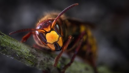 Guêpes Et Frelons 53, Désinsectiseur et Dératiseur à Thuboeuf