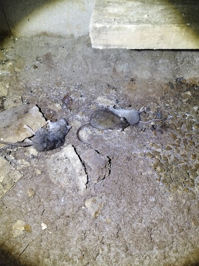 FRELON LA REINE - Traitements nuisibles - Guêpes, Frelon, Dératisation - Brive-La-Gaillarde, Désinsectiseur et Dératiseur à Objat