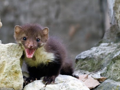 DKM Experts Isère : Dératisation, Désinsectisation, Désinfection, Désinsectiseur et Dératiseur à Jarrie