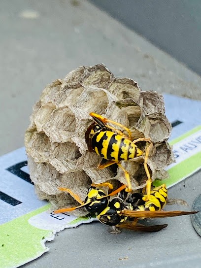 Guêpe party Dératiseur/Désinsectiseur guêpes et frelons Isère Rhone, Désinsectiseur et Dératiseur à Vienne