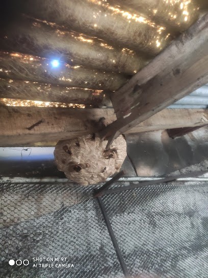 Wasps And Co, Désinsectiseur et Dératiseur à Saint-Amand-les-Eaux