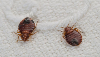 Dp Insectes : Dératisation Désinsectisation, Désinsectiseur - Dératiseur à Villenave-d'Ornon