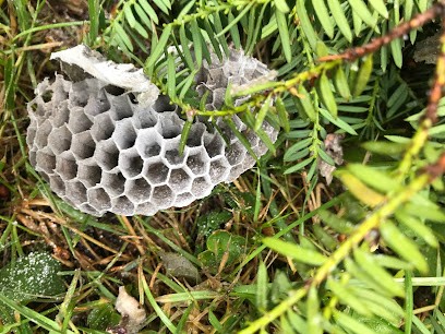 Guêpes-Apens, Désinsectiseur et Dératiseur à Gallardon