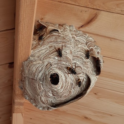 Destruct' Insectes 76, Guêpes & Frelons, Apiculture Et Désinsectisation Cafards / Blattes, Désinsectiseur et Dératiseur à Tourville-sur-Arques