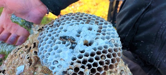 OMN Guêpes 28. Expert Frelons Chenilles Guêpes Cafards Taupier Dératiseur - OMN Guêpes 28 Dreux, Désinsectiseur et Dératiseur à Villemeux-sur-Eure