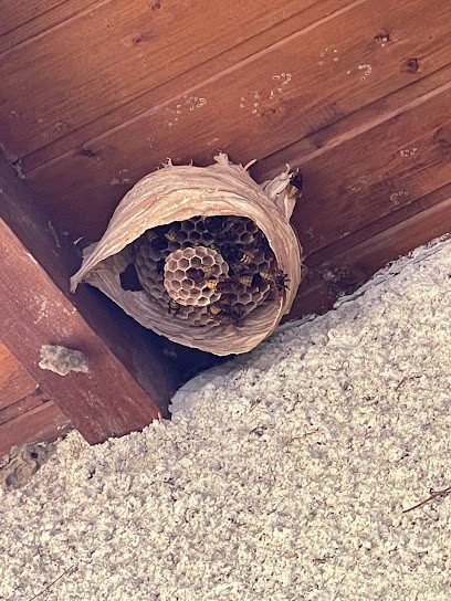 Forez Guêpes, Désinsectiseur et Dératiseur à Feurs