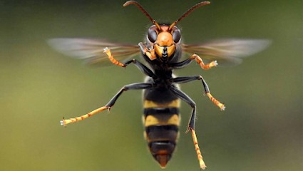 Sos Guepes Frelons Asiatiques 66, Désinsectiseur et Dératiseur à Saint-Féliu-d'Avall