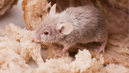 ETS GASNIER OLIVIER DNI, Désinsectiseur et Dératiseur à Loireauxence