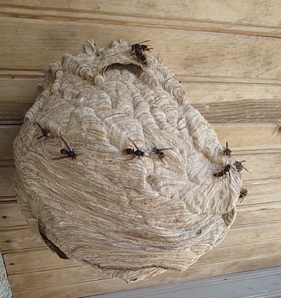 GUEP'EURE, Désinsectiseur et Dératiseur à Saint Sebastien De Morsent