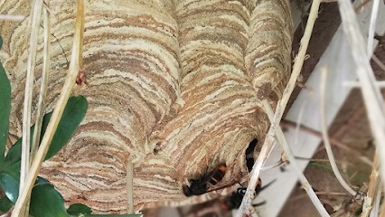 ALLO GUEPES FRELONS 53, Désinsectiseur et Dératiseur à Saint-Cyr-en-Pail