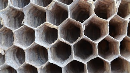 Killer Nuisibles : Frelons, Guêpes / Dératisation Et Désinsectisation, Désinsectiseur et Dératiseur à Sommières