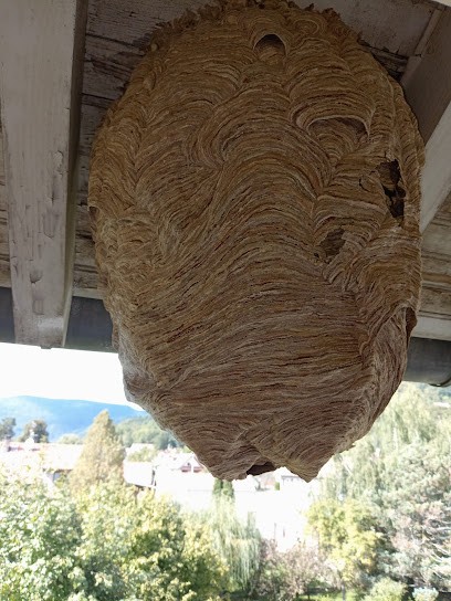 BV Nuisibles, Désinsectiseur et Dératiseur à Denney