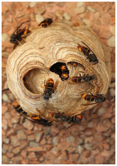 Vincent Guepes Et Frelons, Désinsectiseur et Dératiseur à Tarascon