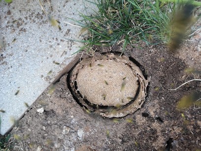 A.L.C. Guêpes, Désinsectiseur et Dératiseur à Argancy