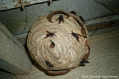 BRN - Ramonage Et Nuisible, Désinsectiseur et Dératiseur à Trégon