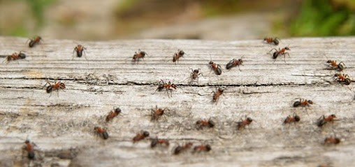 CONSEIL TRAITEMENT NUISIBLES RENNES DERATISATION-GUEPES-FRELONS, Désinsectiseur et Dératiseur à Romillé