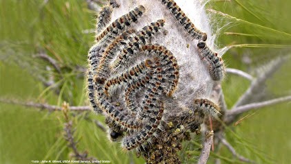 MBC. Nuisibles, Désinsectiseur et Dératiseur à Sorgues