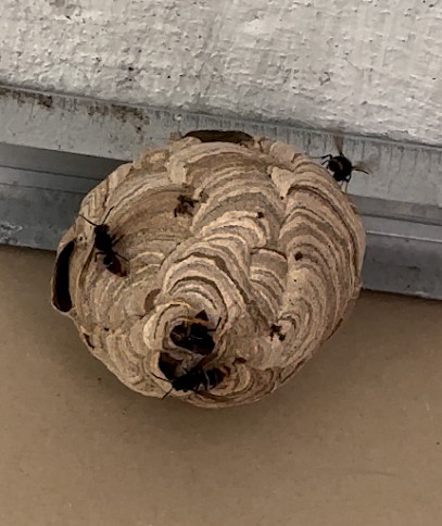 Captain Nuisible, Désinsectiseur et Dératiseur à Villeneuve-de-Duras