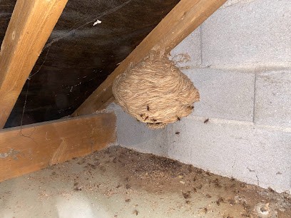 Guêpes-Apens, Désinsectiseur et Dératiseur à Avoudrey