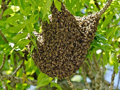 Stop Guêpes & Frelons, Désinsectiseur - Dératiseur à Sierentz