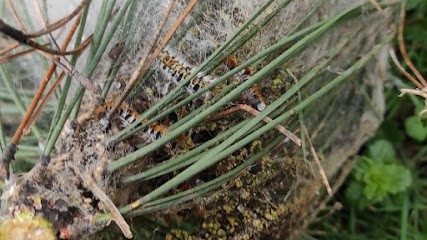 DNF Ouest 44 frelon guêpe nuisibles, Désinsectiseur et Dératiseur à La Bernerie-en-Retz
