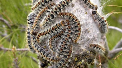 Sud Gironde Frelons, Désinsectiseur et Dératiseur à Villandraut