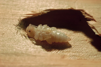 Sos Mérule - Entreprise Traitement De Charpente Bois, Termite, Capricorne, Vrillette, Humidité, Mérule 85 Désinsectiseur - Dératiseur à Fontenay-le-Comte