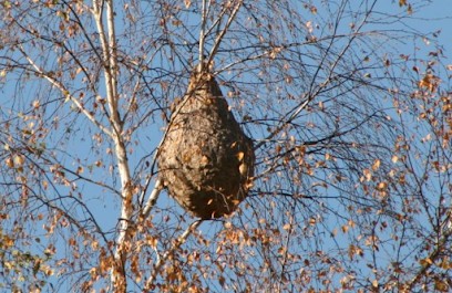 Celtiguêpes, Désinsectiseur et Dératiseur à Bégard
