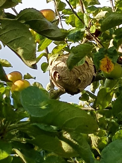 Aliermont Guêpe, Désinsectiseur et Dératiseur à Saint-Nicolas-d'Aliermont