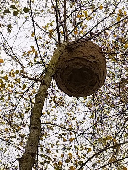 Deschamps Hervé, Désinsectiseur et Dératiseur à Chinon