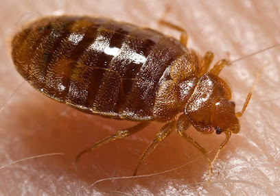 Extermina : Désinsectisation Lille Désinsectiseur - Dératiseur à Lille