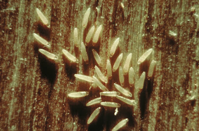Sos Mérule - Entreprise Traitement De Charpente Bois, Termite, Capricorne, Humidité, Mérule, Démoussage 44, Désinsectiseur - Dératiseur à Carquefou