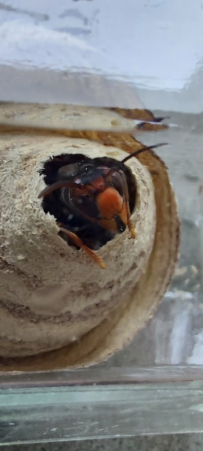 Brice Guêpes & Nuisibles, Désinsectiseur et Dératiseur à Tracy-le-Mont