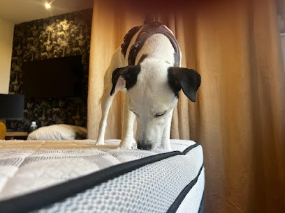 Ô PUNAISE-NUISIBLE Ô, Désinsectiseur et Dératiseur à Sorel-Moussel