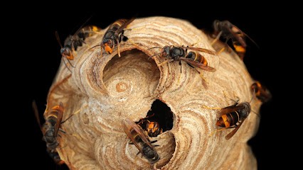Guêpes & Frelons • 42 - 43, Désinsectiseur et Dératiseur au Bessat