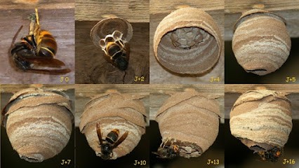 LE GROS FRELON, Désinsectiseur et Dératiseur à Saint-Orens-de-Gameville